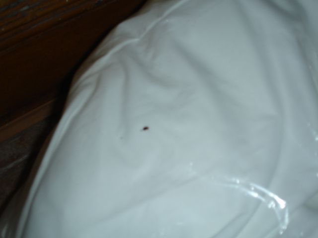 A picture of the mattress pad in question, with bedbug